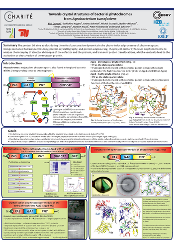 Award-Winning Poster by Dr. Bilal Qureshi (project B6 / AG Scheerer):  Towards crystal structures of bacterial phytochromes from Agrobacterium tumefaciens (Bad Schandau, 2014)