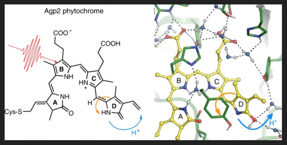 Agp2 phytochrome