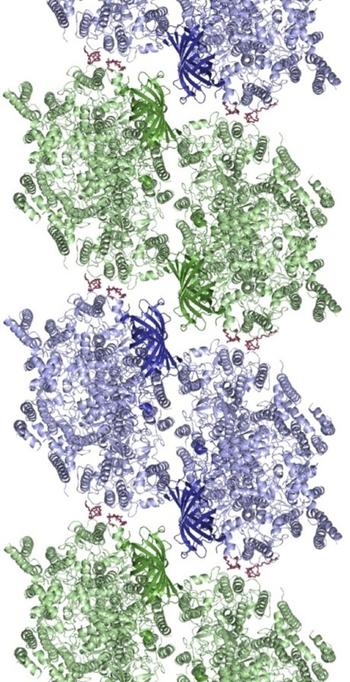 Suprastructure of Photosystem II in Structure (Nov. 2014)