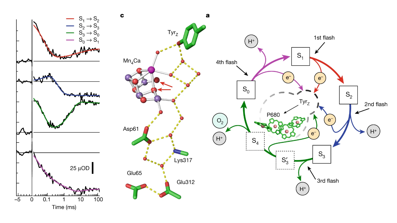 Greife-Dau_Photosystem2023