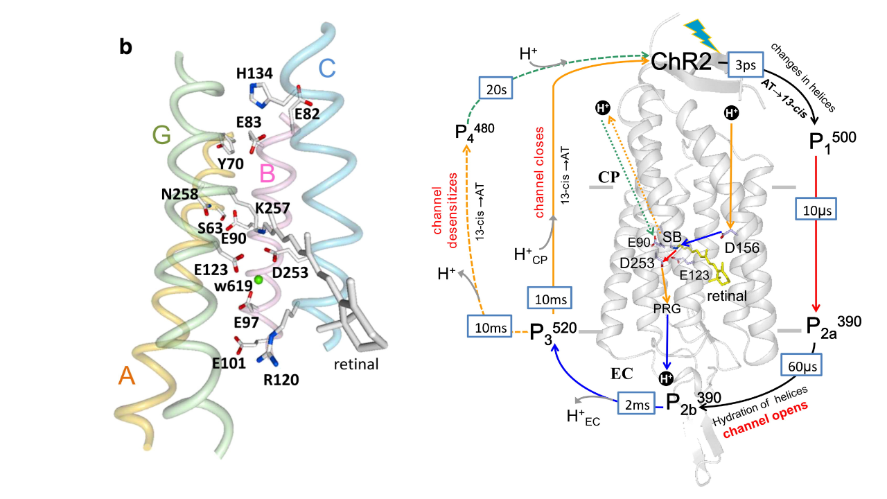 Structural model of ChR2 and its photocycle