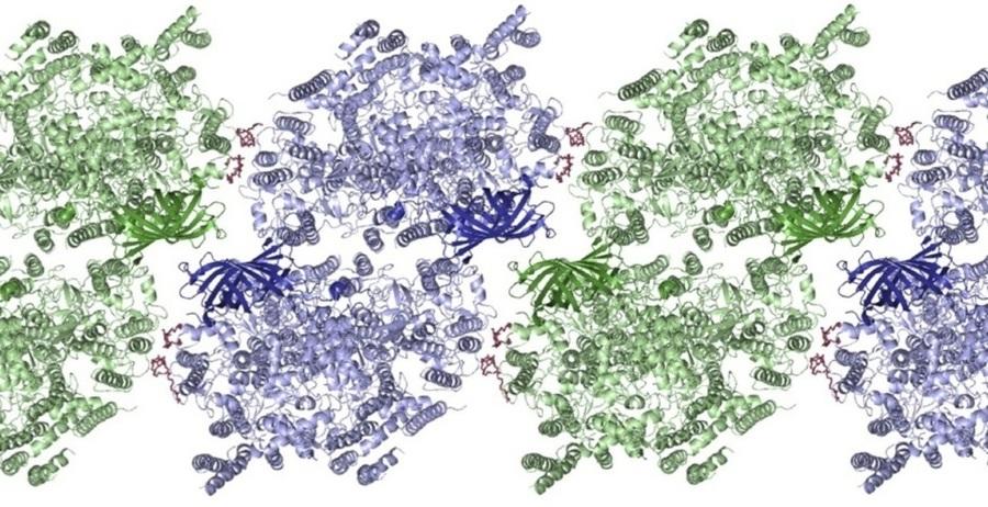 Superstructure of Photosystem II published in Structure (Nov. 2014)